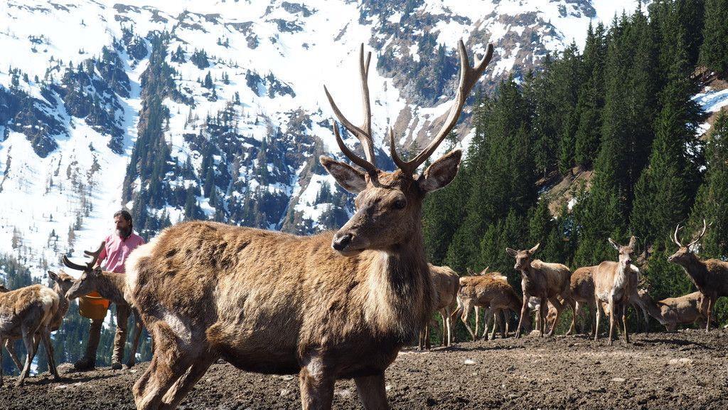 Zu Besuch beim Hirschflüsterer