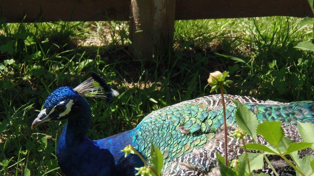 Impressionen der Tiere