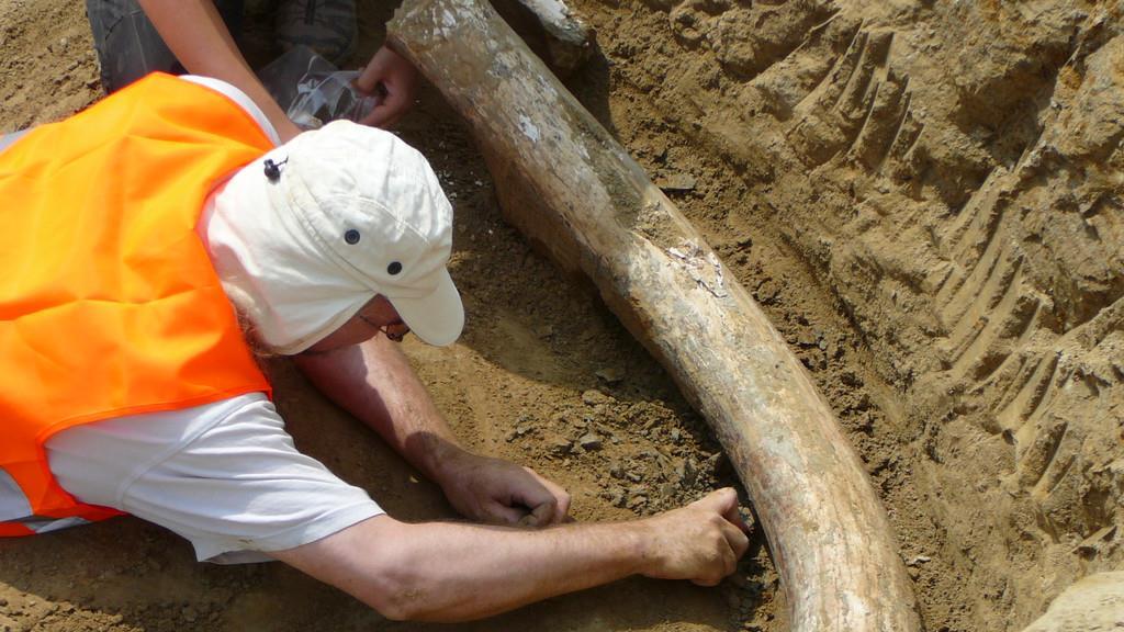 Mammut-Stoßzähne bei Bauarbeiten auf A5 in Wien gefunden