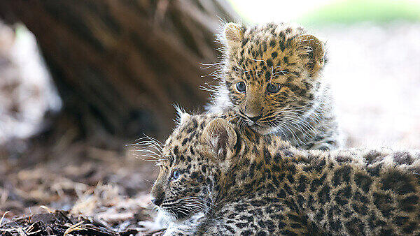 Die kleinen Leoparden erkunden bereits neugierig ihr Gehege