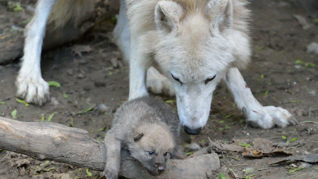 Nachwuchs: Arktische Wölfe in Schönbrunn haben fünf Babys