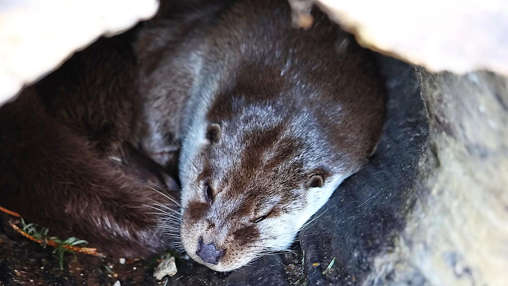 Andrang auf Zoo Hellbrunn