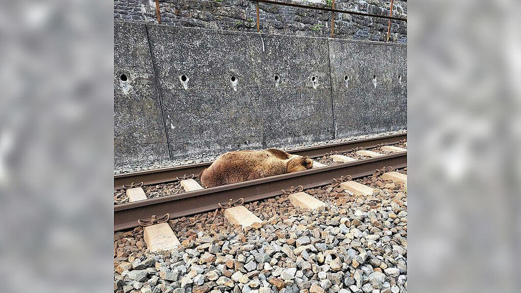 Toter Bär auf Gleisen zwischen Lend und Schwarzach