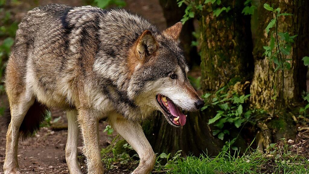wolf