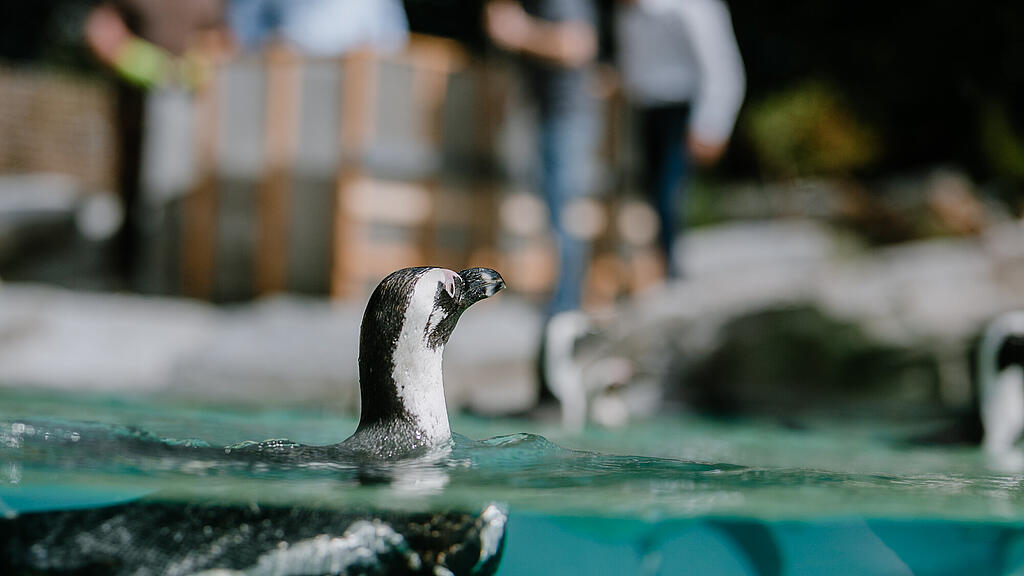 Zoo Salzburg, Brillenpinguin, Pinguin
