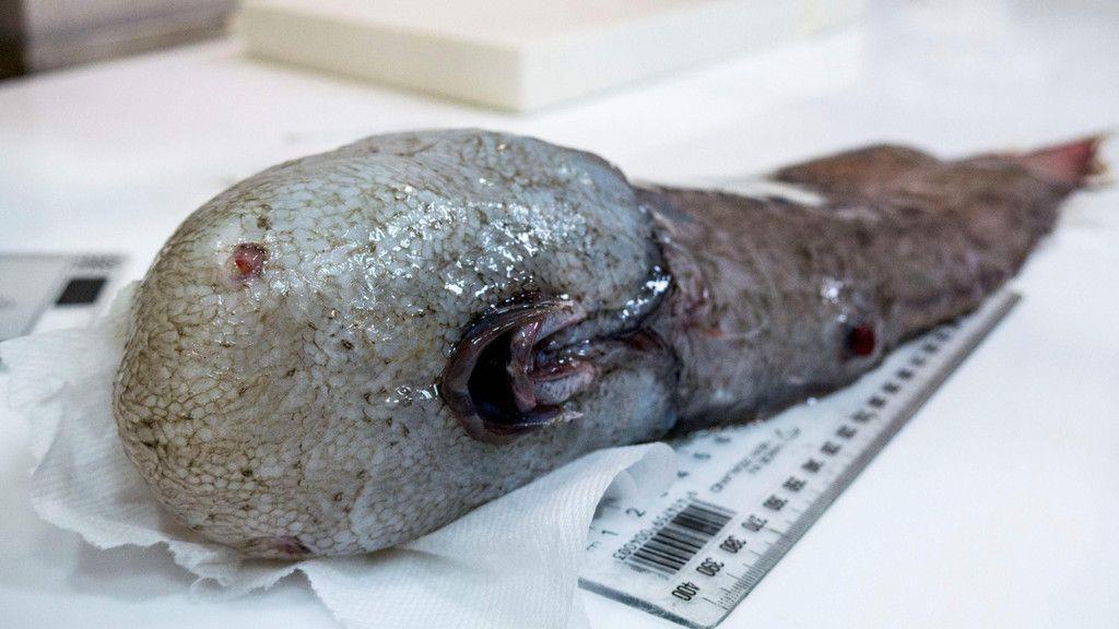 "Fisch ohne Gesicht" gefunden