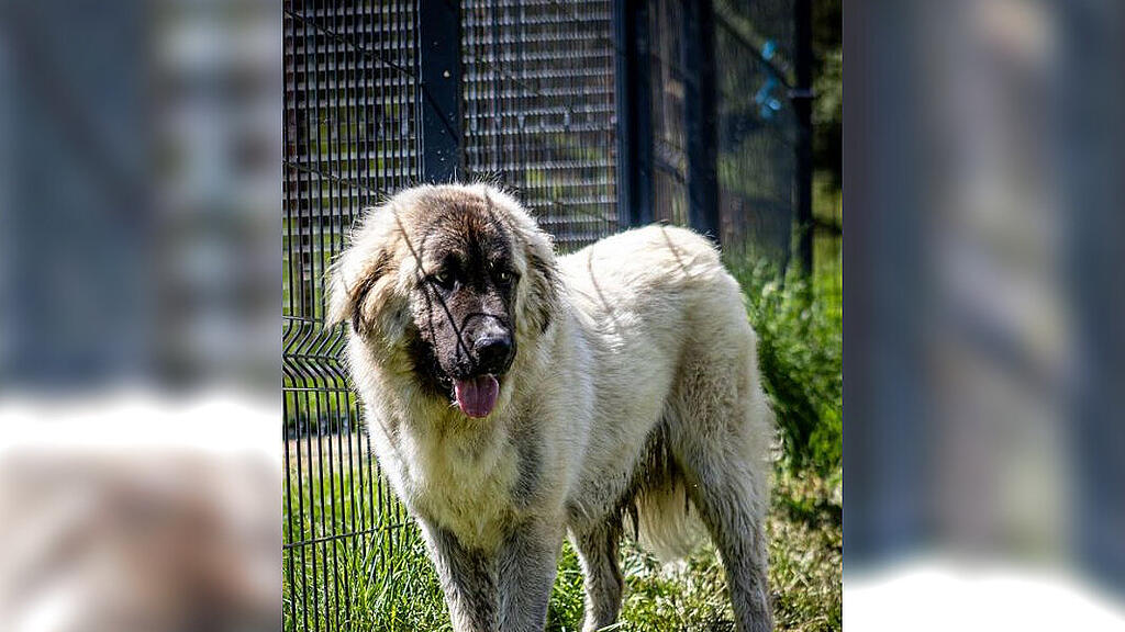 Herdenschutzhund Eddy