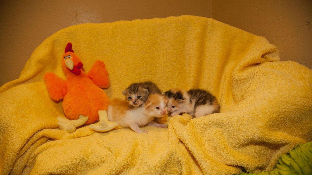 Gerettete Katzenbabys in Lochen