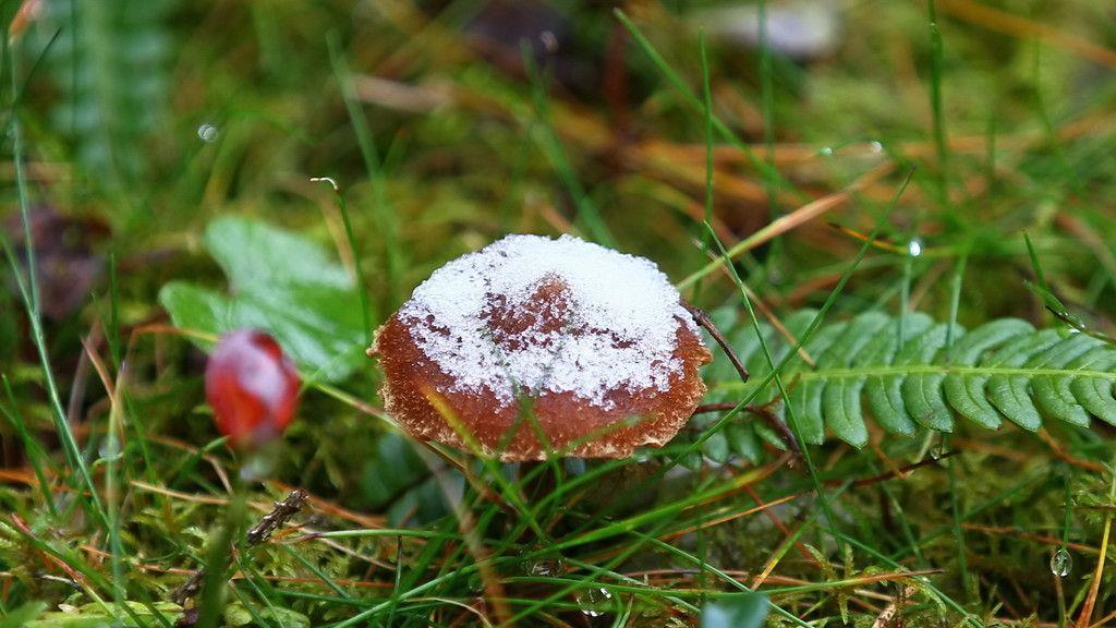 Goldener Herbst in Goldegg
