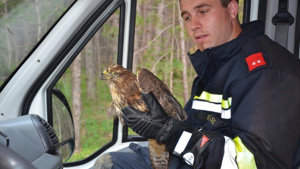 Tierrettung in Neunkirchen: Verletzter Greifvogel geborgen