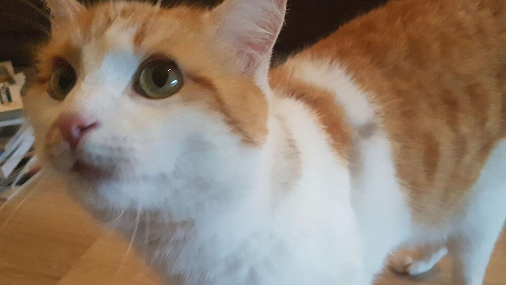 Zippy wurde bereits mehrmals angeschossen.