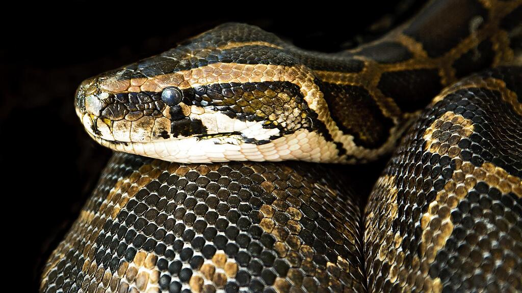 constrictor-g4a4f3944b_1920.jpg