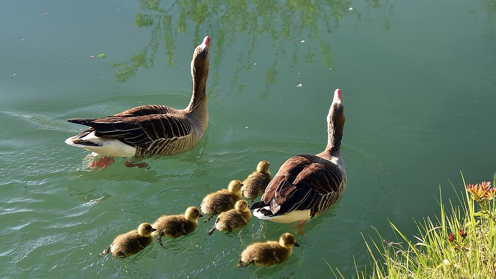 Enten Leopoldskron