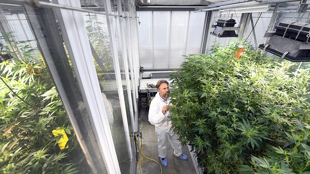 Die AGES züchtet Cannabis auf einer Fläche von 3.000 Quadratmetern.
