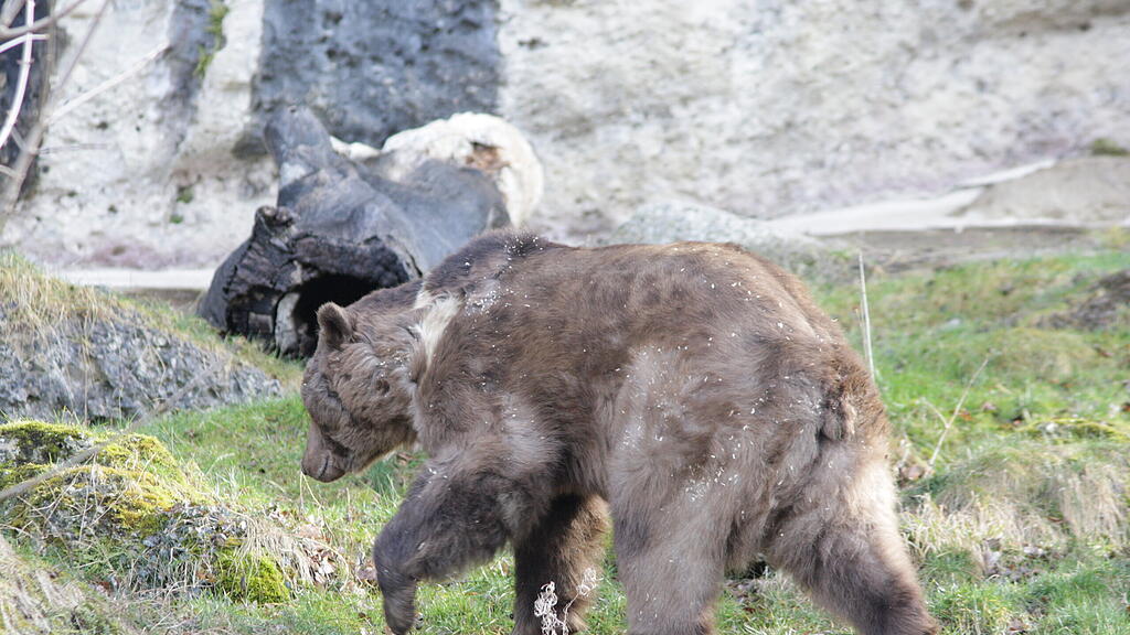Braunbär Aragon
