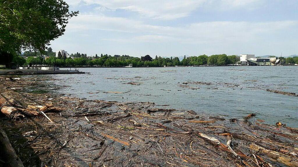 Treibholz, Rhein, Bodensee, Vorarlberg