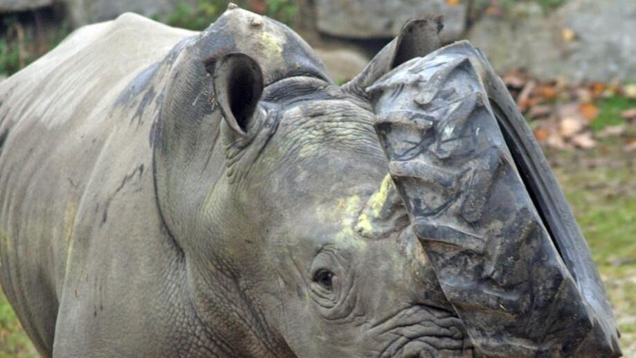 "Athos" spielt im Zoo