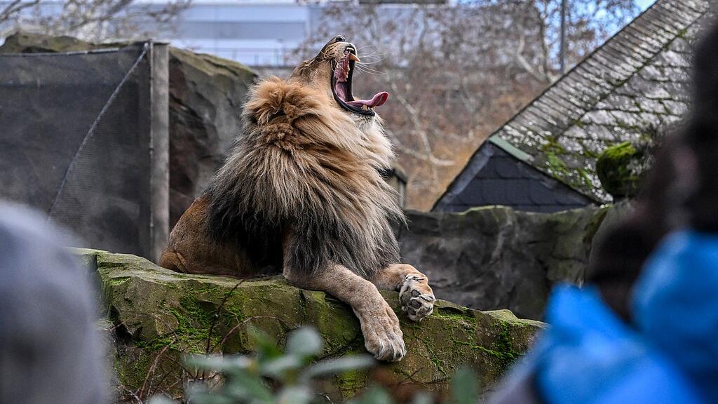 Löwe
