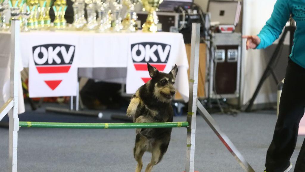 Hunde-Messe in Salzburg