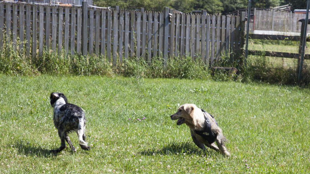 Neues Zuhause für Hunde in Lochen