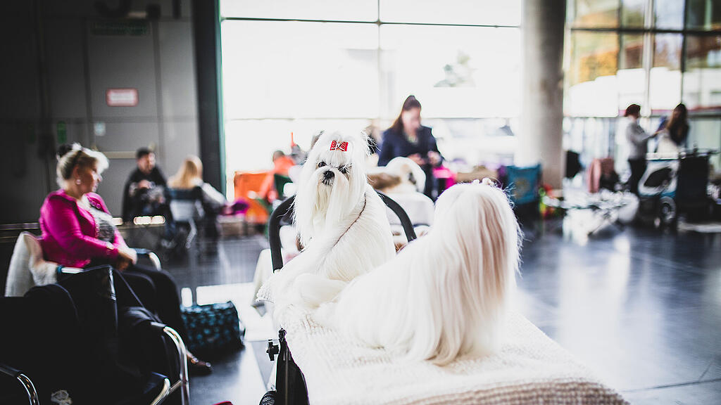 Rassehunde Ausstellung