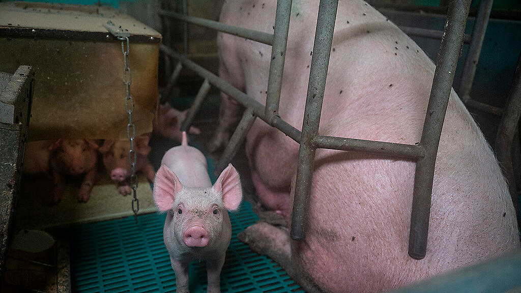 symb_vollspaltenboden, symb_Schweinezucht,