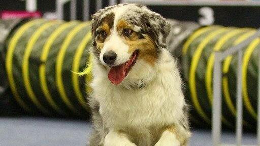Festival der Hunde im Messezentrum Salzburg