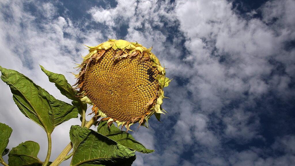 Wie der Sommer 2013 wird, weiß letztendlich keiner so genau.