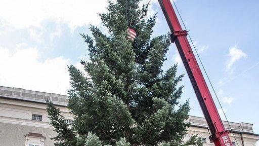 Christbaum am Residenzplatz I
