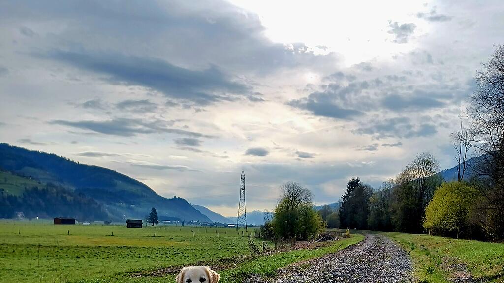 Welthundetag 2025: Salzburgs beste Bilder II
