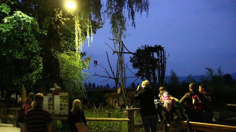 Nachtzoo in Salzburg