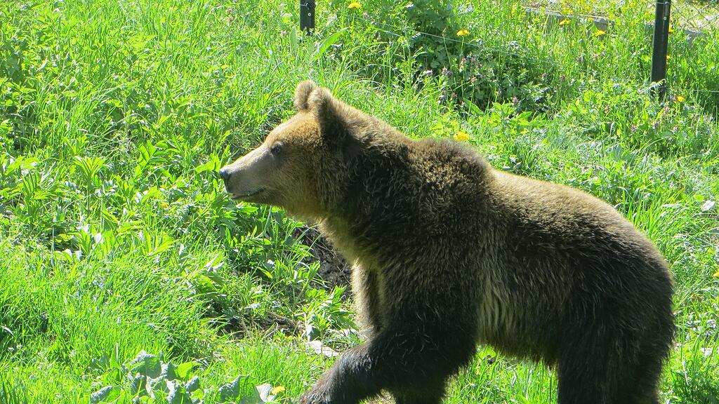 Riku fühlt sich pudelwohl im Tanzbärenpark Belitsa.