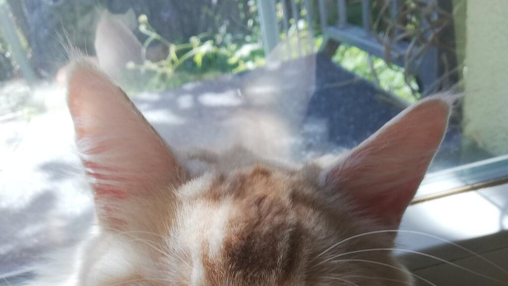Weltkatzentag 2022
