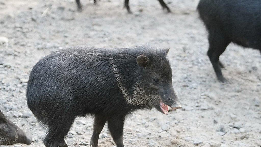 Bilder vom Nachtzoo