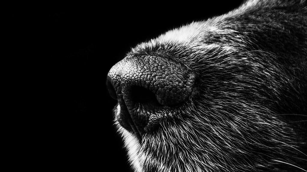 dog-g2a32743f4_1920.jpg