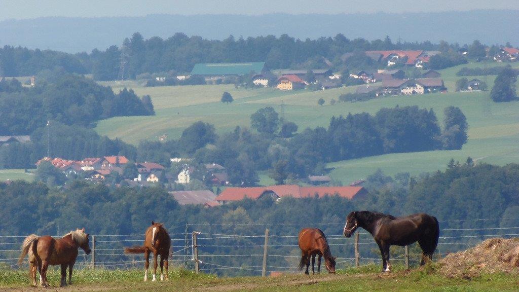Impressionen der Tiere
