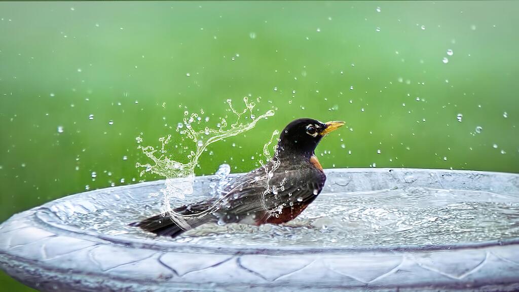 vogeltränke_symb
