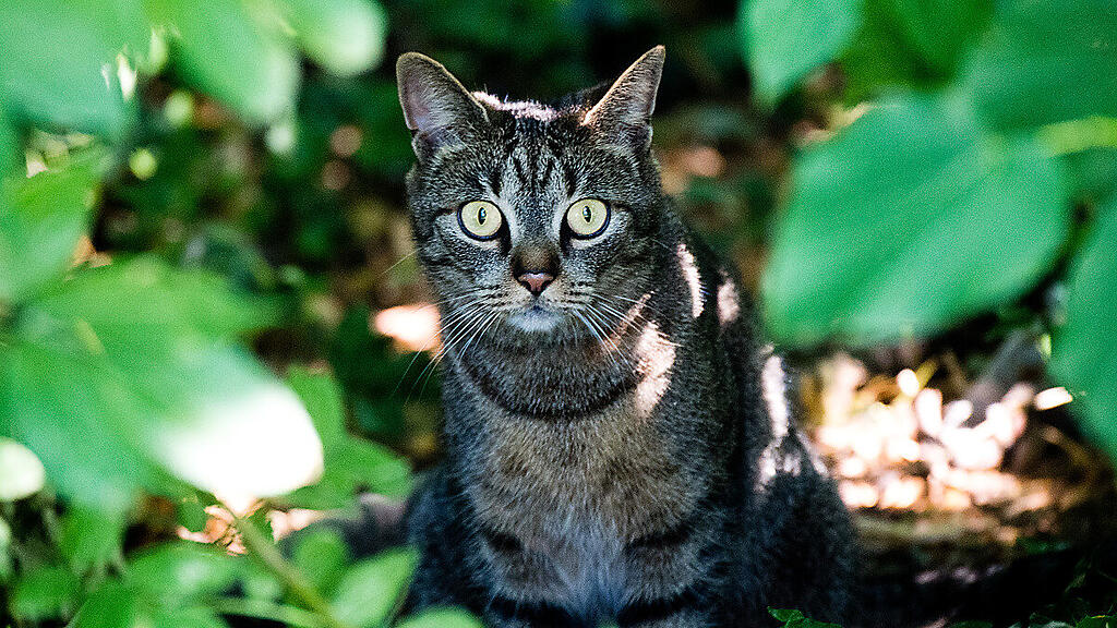 Die Katze litt vorübergehend an Verdauungs- und Atembeschwerden