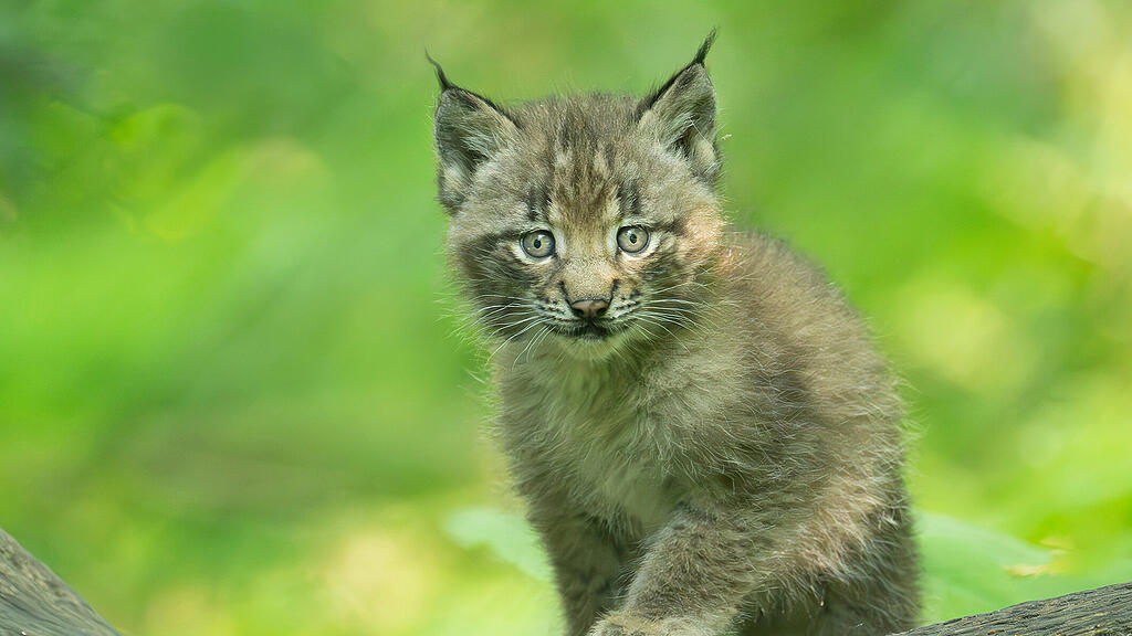 Luchs-Drillinge im Tiergarten Schönbrunn