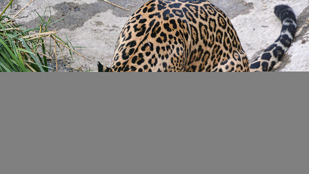 Jaguar-Baby wählt seinen Namen
