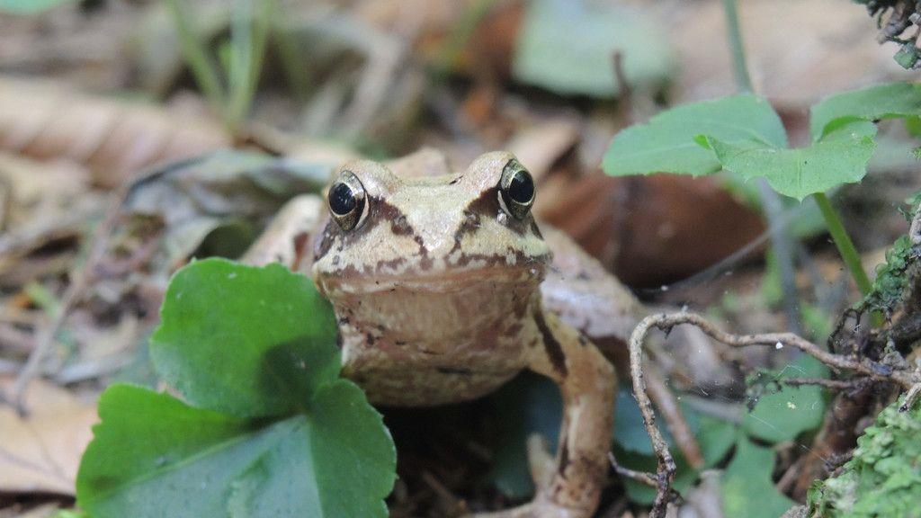 Froschklauber im Einsatz