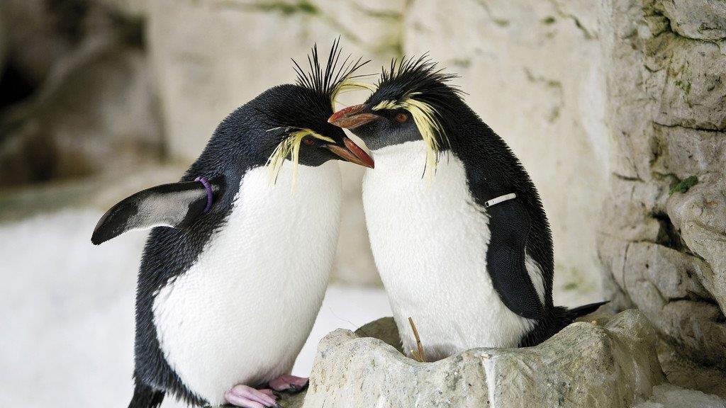 Die Erdmännchen sind die beliebtesten Tiere in Schönbrunn