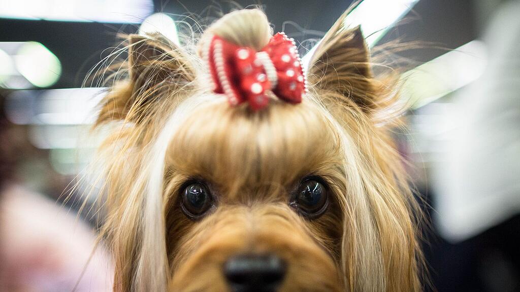 Die Besitzerin der Yorkshire Terriers konnte ihren Augen nicht glauben.