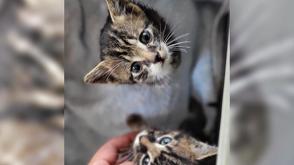 Ausgesetzte Katzen Pfotenhilfe