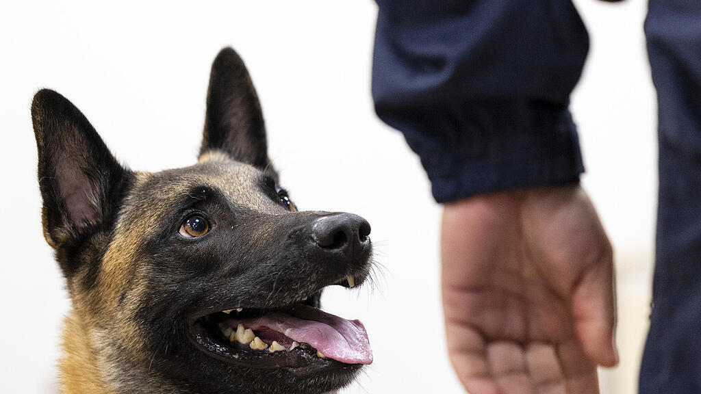 Datenspürhunde