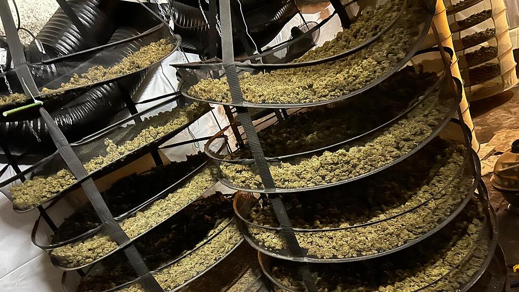 Drogennetzwerk hochgenommen: Polizei stellt 260 Kilogramm Cannabis sicher