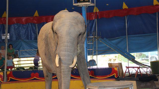 Bilder aus dem Circus Luna