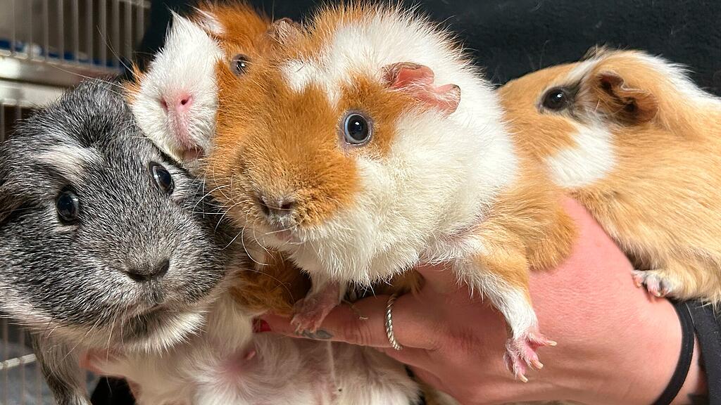 ausgesetzte Meerschweinchen