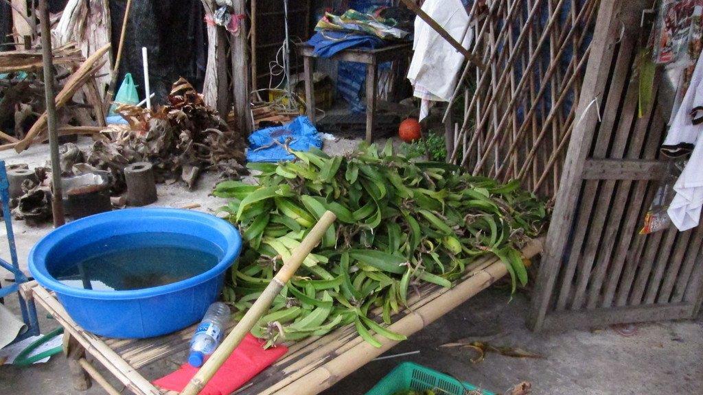 Die schrägsten neuentdeckten Tiere