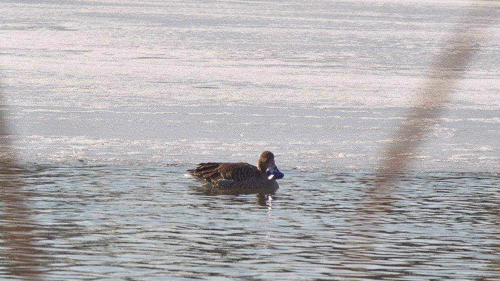 Leopoldskroner Weiher: Gans quält sich mit Getränkedose